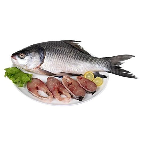 Catfish Marine Export Andhra Pradesh - Arjilli Sea Foods